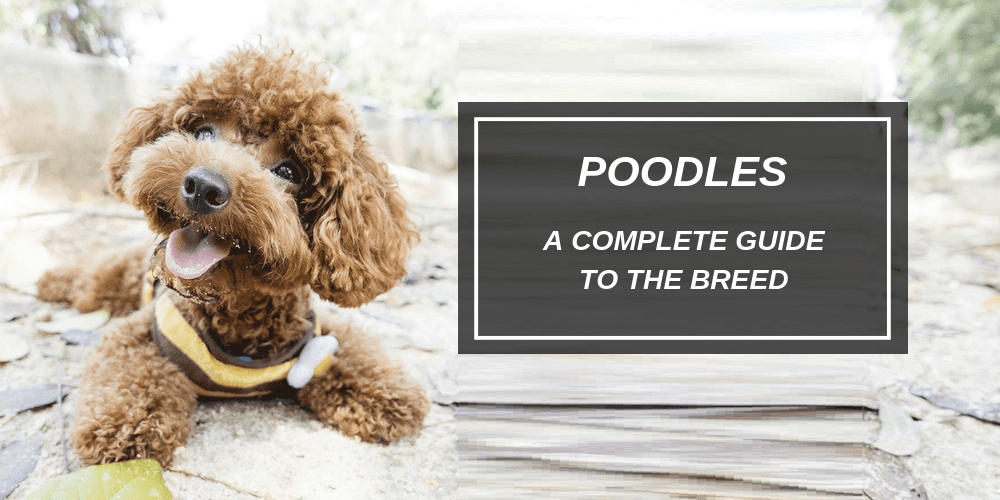 poodle 101