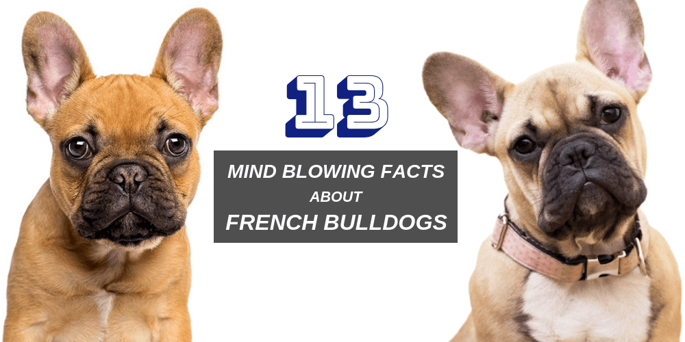 13 Mind Blowing Facts About French Bulldogs Spark Paws