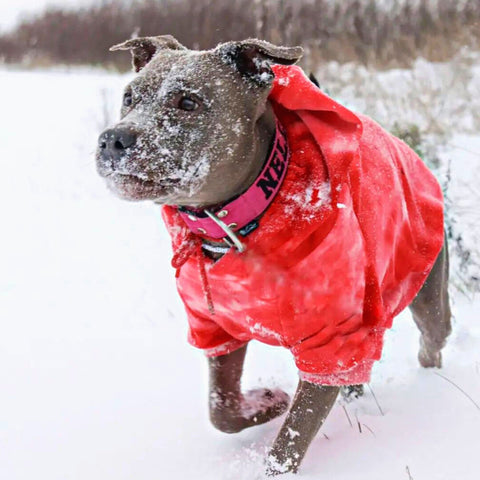 a pitbull running in the snow in a jacket
