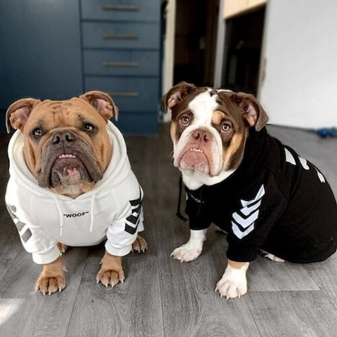 Poppy and Flo wearing the Woof Dog Hoodie in White and Black