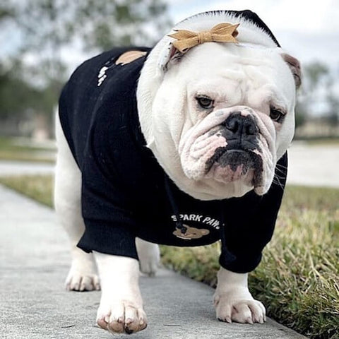 Peaches the Bulldog wearing the Broken Teddy Bear Dog Hoodie in Black