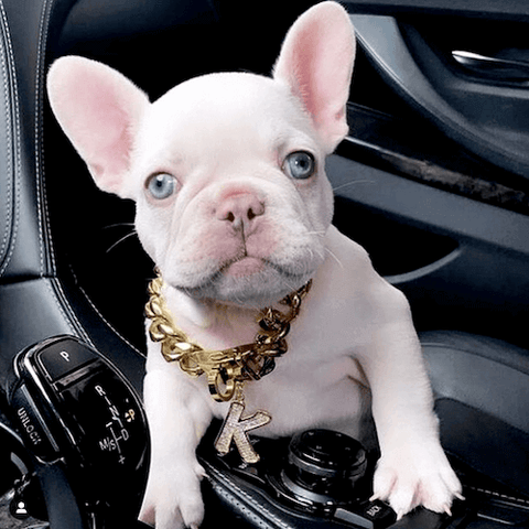 Young Kaine Da Frenchie getting used to car rides while wearing a Cuban Dog Chain Collar and Letter Dog Tag.