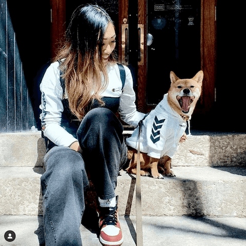 Lupe the Shiba Inu people-watching while wearing the WOOF Dog Hoodie in White.