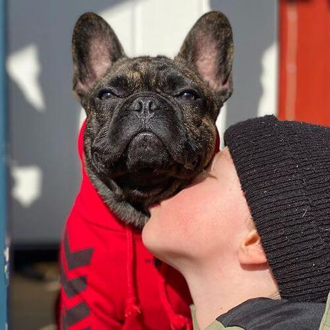 Crosby the Frenchie getting a kiss from his brother while wearing the WOOF Dog Hoodie in Red