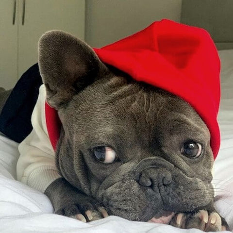 Maxi the Grey Frenchie snuggled up in bed in her Red, White, and Navy Dog Hoodie