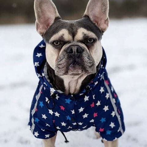 Hugo the Frenchie wearing the Star Print Reflective Dog Windbreaker to cope with the snow