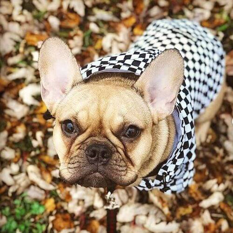 Rico the Frenchie wearing the Checkered Flag Dog Windbreaker during the fall shedding season