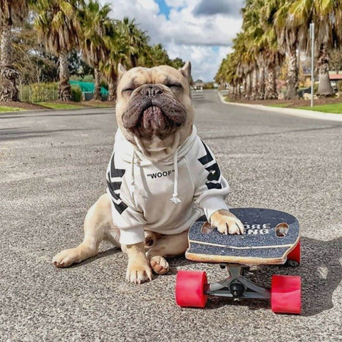 Pepsi the French Bulldog wearing the WOOF Dog Hoodie in White while skateboarding