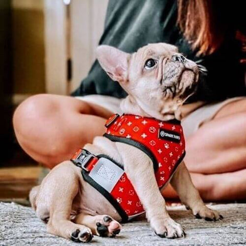 Nala the Frenchie looking up at her mom while wearing the Monogram Walk Set