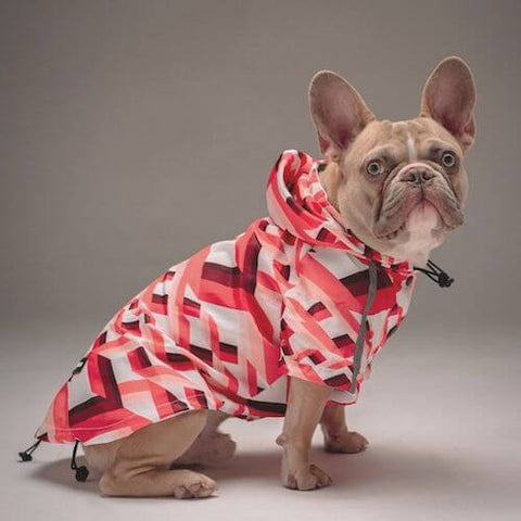 A lilac Frenchie wearing the Zig-Zag Reflective Dog Raincoat