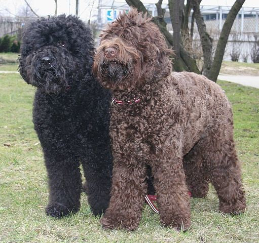 poodles, icon dogwear, everything you need to know about poodles, intersting facts about poodles, poodles 101