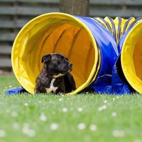 A pitbull resting in his very own agility tunnel. (Source)