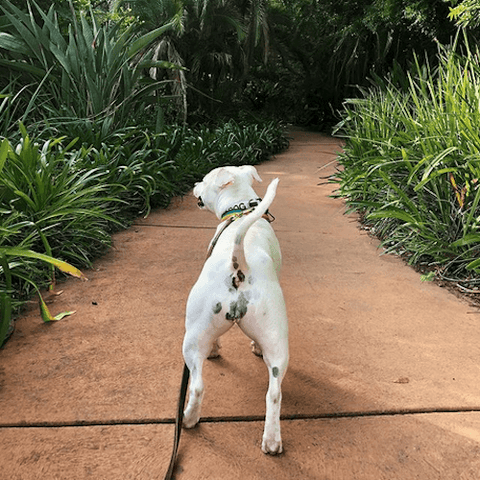 Polly Waffle the hearing-impaired rescue dog roaming the park.