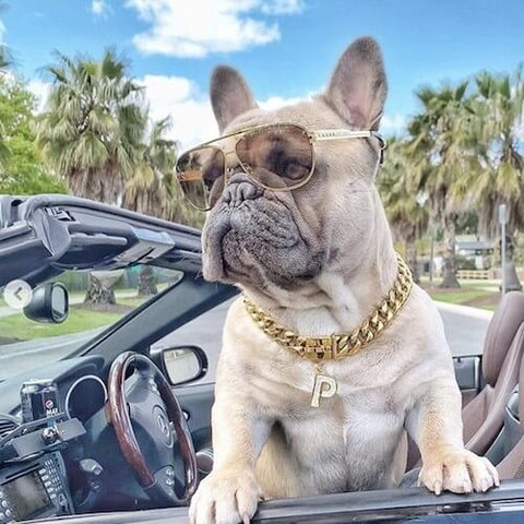 Pepsi the Frenchie wearing a Cuban Link Dog Collar and a Jewelry Tag