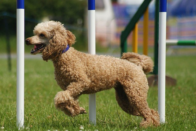 Toy clearance poodle 101