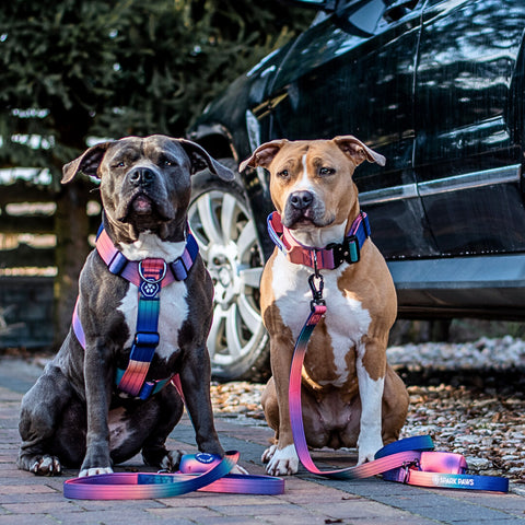 two pitbulls wearing a comfort control harness