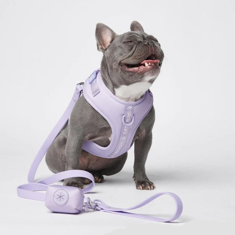 A French Bulldog with a harness from Sparkpaws