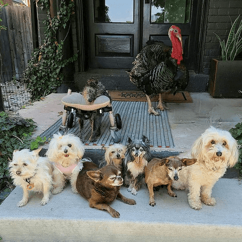 The wolfgang2242 gang of rescued senior animals has an Instagram audience of over a million followers.