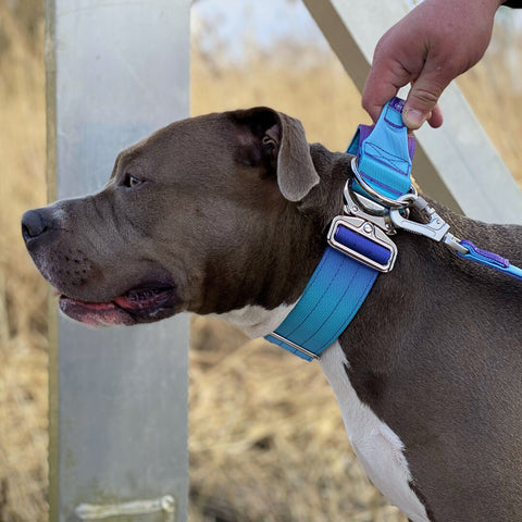 a pitbull wearing a tactical collar