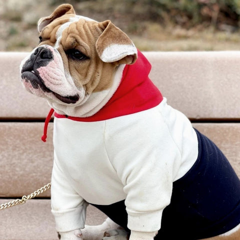 british bulldog wearing a cozy hoodie