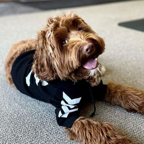 @theo_dorabledoodle wearing the WOOF Dog Hoodie in black