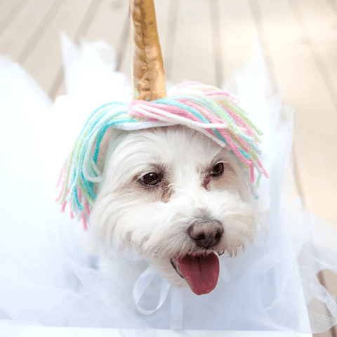 A fluffly white dog in whimsical unicorn outfit. (Source)