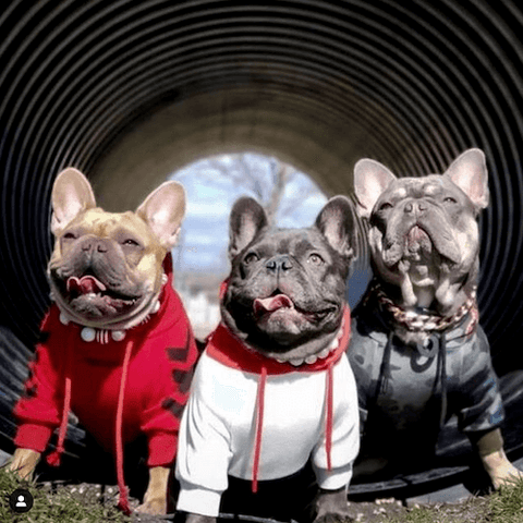 The Frenchie Doots wearing (Left) WOOF Dog Hoodie in Red, (Center) Red, White, Navy Dog Hoodie, (Right) Shark Monster Dog Hoodie in Green Camo.