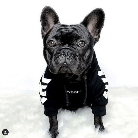 Ollie Bear the Frenchie ready to head out in a black WOOF Dog Hoodie