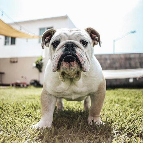 A bulldog having some summer fun in the yard