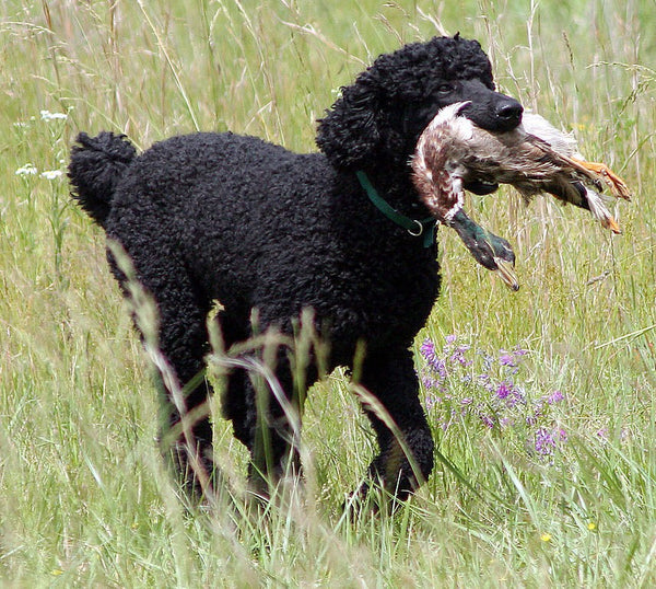 poodles, icon dogwear, everything you need to know about poodles, intersting facts about poodles, poodles 101
