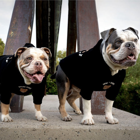 two british bulldogs wearing dog clothing