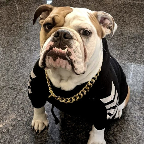 an english bulldog wearing a hoodie and chain