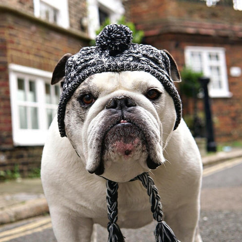 Dog beanie