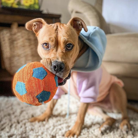 a young dog with a ball in his mouth