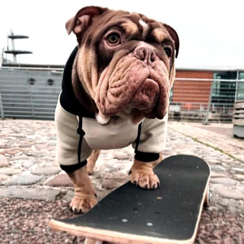 a bulldog on a skateboard