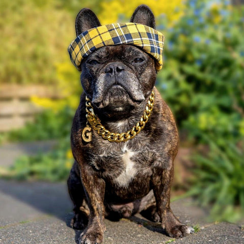 french bulldog wearing a gold chain