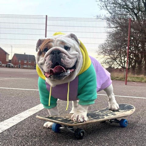 British bulldog hoodie