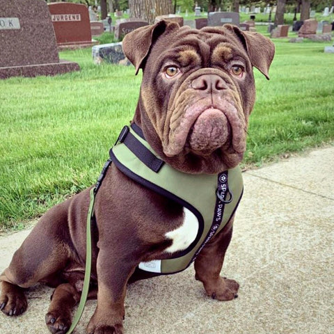 Bulldog in a green harness