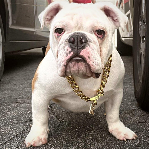 White bulldog with a chain collar