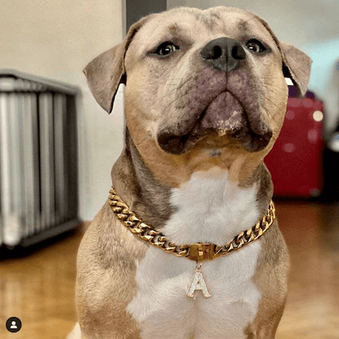 Portrait-ready Achilles the Bully wearing a Cuban Link Chain and a Letter Jewelry Dog Tag