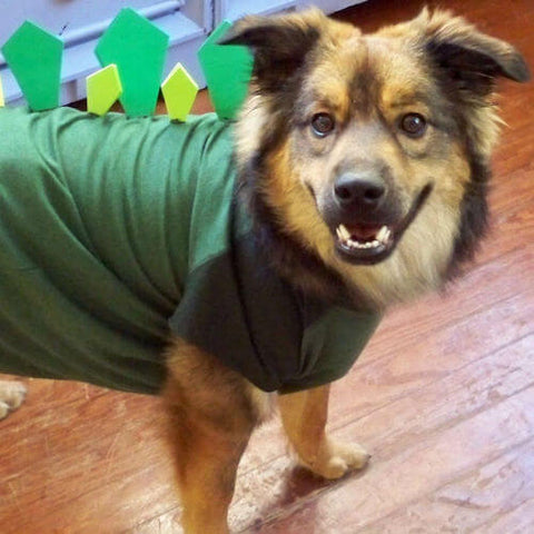 An undeniably good doggo wearing a dinosaur outfit made using a dog t-shirt. (Source)