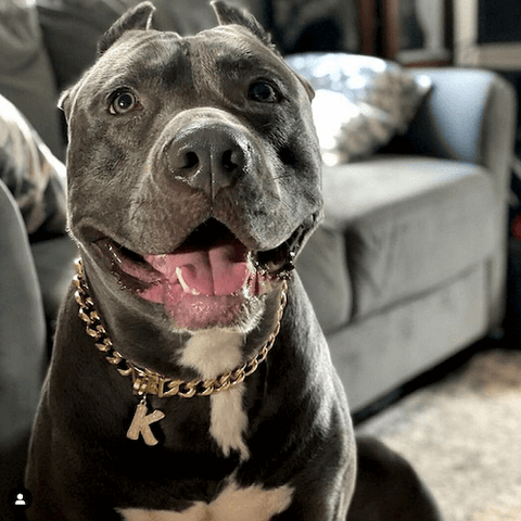 King the Blue-Nosed Pit date-ready in his Cuban Link Dog Collar and Letter Jewelry Tag.