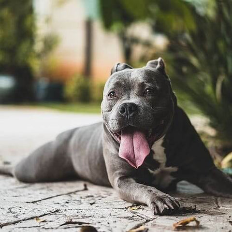 A pitbull panting in the shade