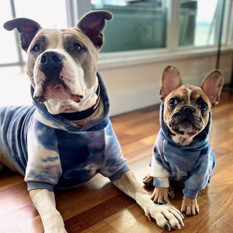 two dogs wearing dog hoodies