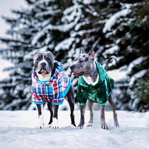 Two pitbulls wearing hoodies