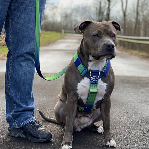 a pitbull wearing a harness on a walk