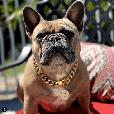 @bossybabythefrenchie wearing the luxury gold dog chain and jewelry dog tag.