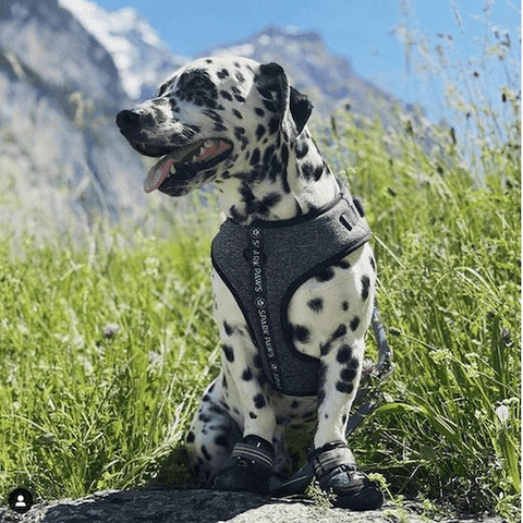 Dino the Dalmatian/Jack Russell on an outdoor adventure wearing the Yogwear Dog Harness in Grey