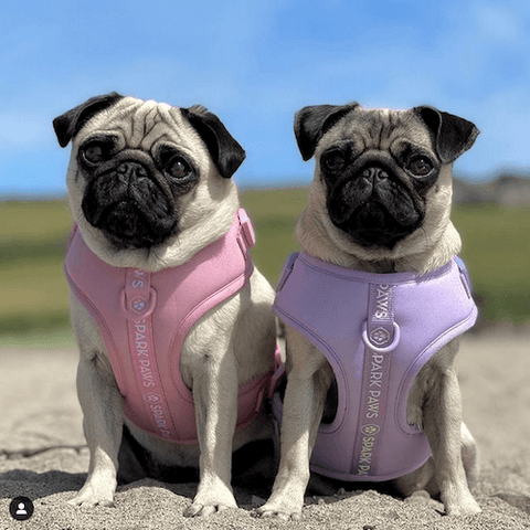 @little_lil_pug and her sister keeping cool outside wearing the Athleisure Dog Harness in Pink and Lilac