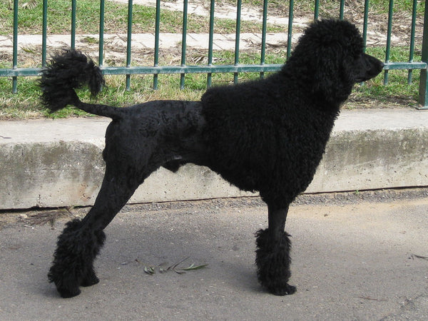 Poodle Coat Types and Colors